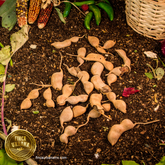 Tamarindo orgánico con cáscara (100 g)